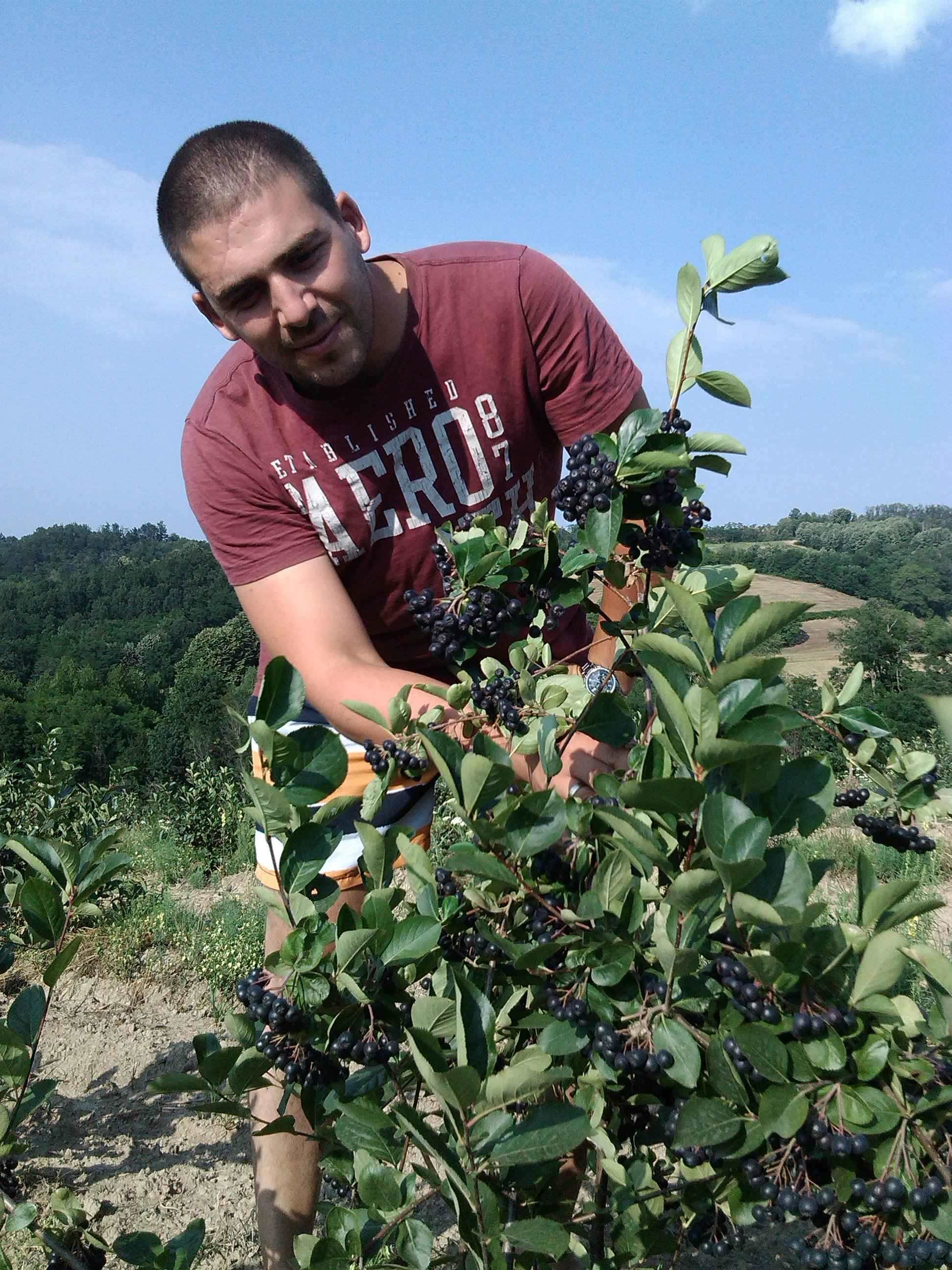 Plantaže aronije