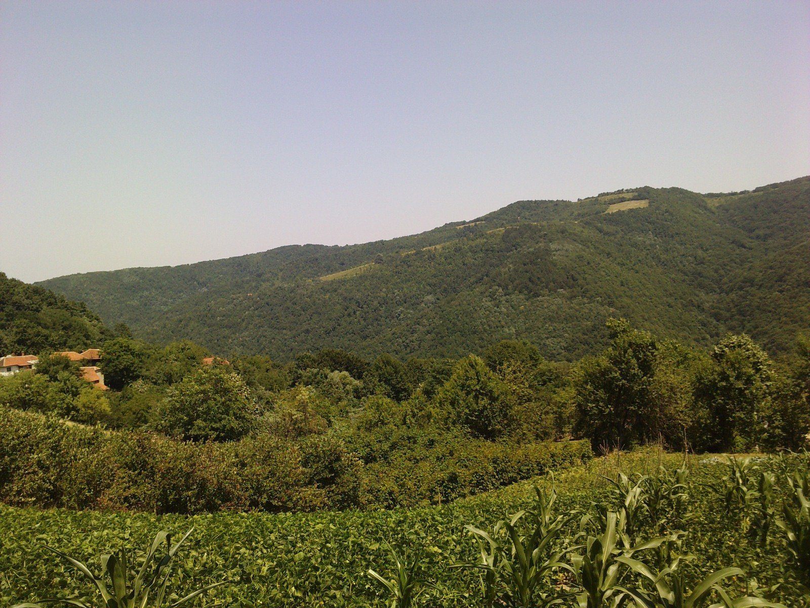 Plantaže aronije